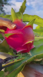 Thai Dragon Hybrid Fruit Plant (pack Of - 3)