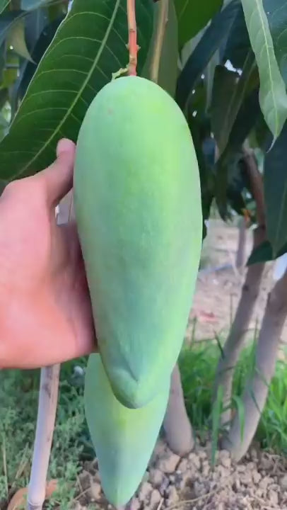 Thai Banana Mango Hybrid Grafted Plant
