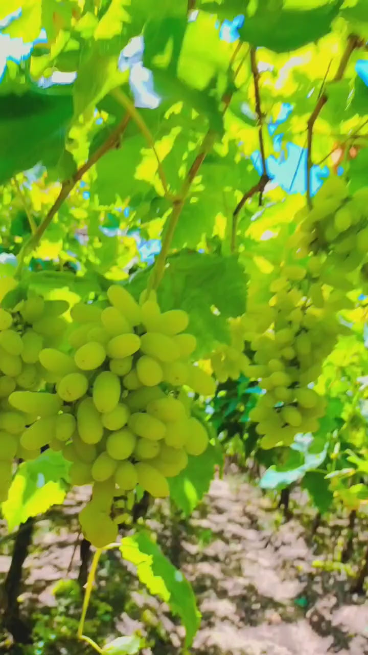 Green Thai Finger Grapes Hybrid Fruit Plant