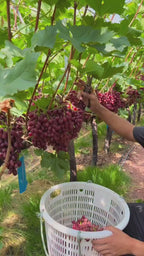Pink Grapes Hybrid Fruit Plant