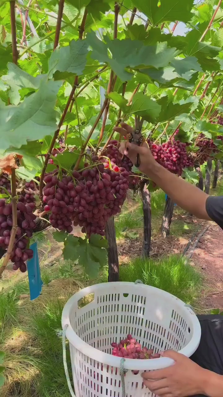Pink Grapes Hybrid Fruit Plant
