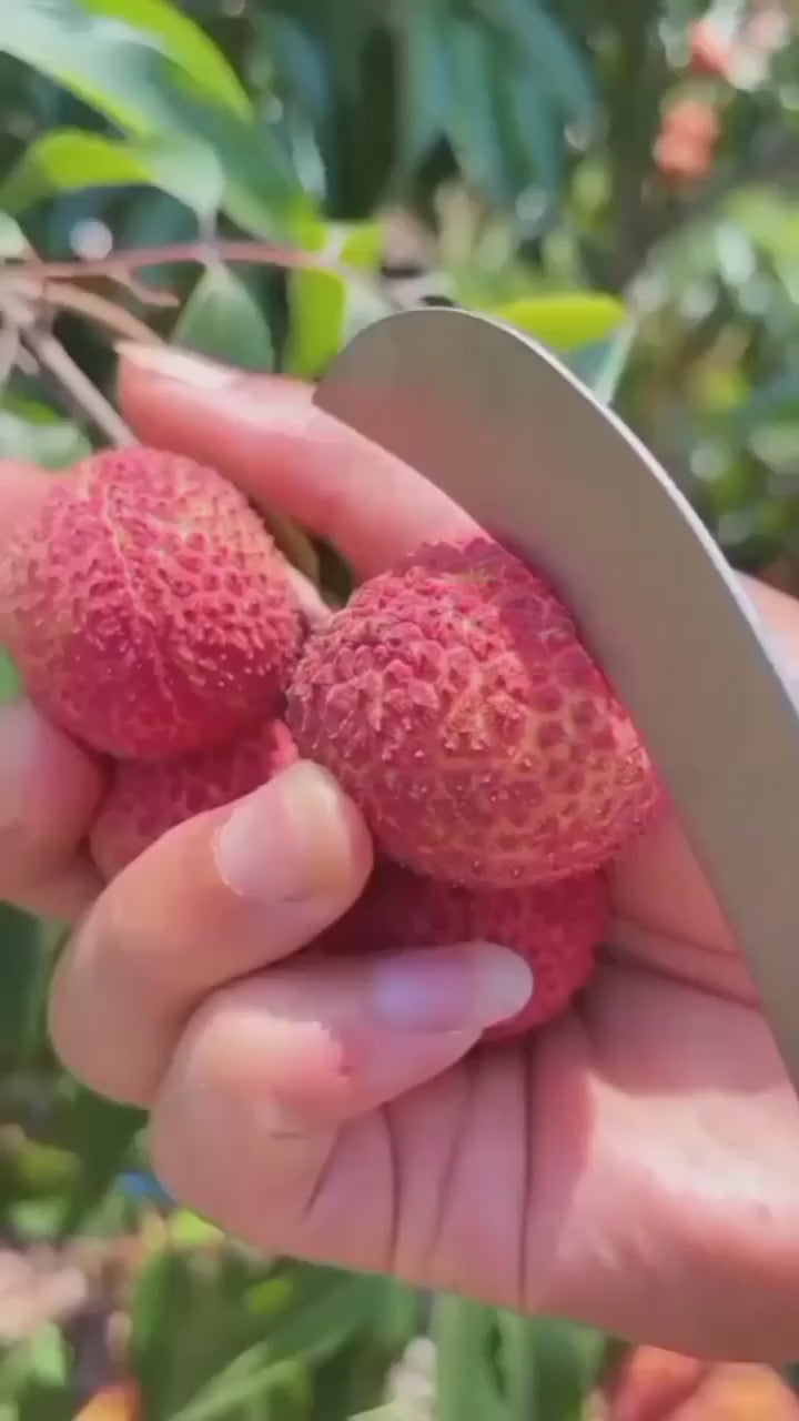 Thai Hybrid Seedless Litchi Dwarf Variety Fruit Plant