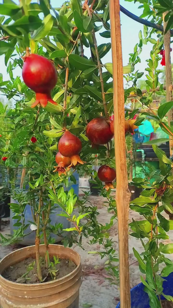 Australian Pomegranate/annar Hybrid Fruit Plant (pack Of - 1)