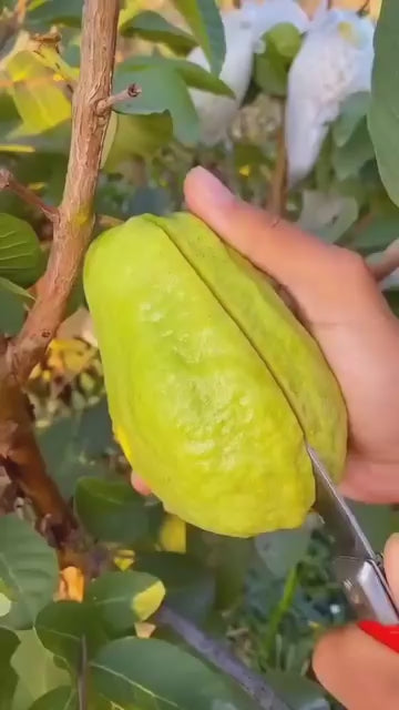 Thai Pink Guava Hybrid Dwarf Variety Fruit Plant