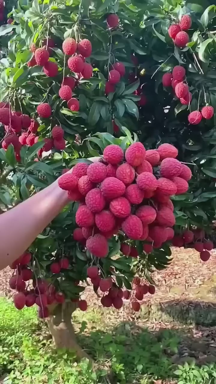 Bombai Litchi Hybrid Fruit Plant (air Layering Grafted)