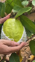 Thai Variety Guava/amrood Hybrid Fruit Plant