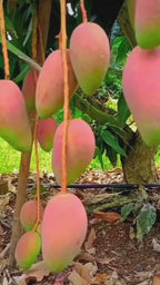 Amrapali Mango Grafted Fruit Plant