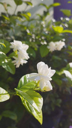 Arabian Jasmine Hybrid Flower Plant
