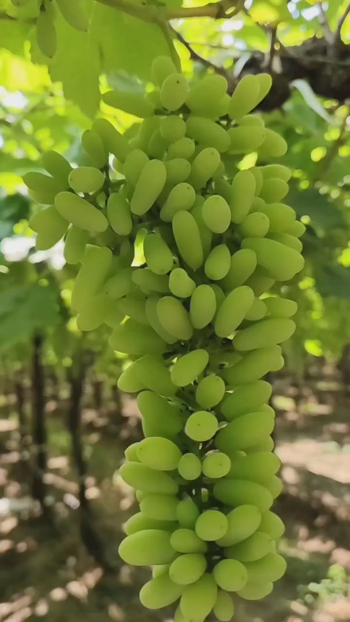 Thai Green Finger Grapes Hybrid Fruit Plant (pack Of - 1)
