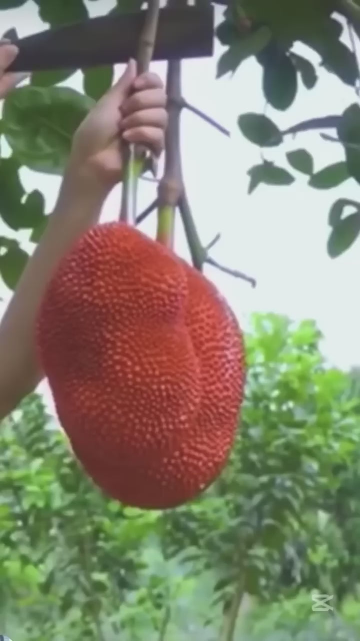 All Time Pink Jackfruit Hybrid Fruit Plant (grafted)