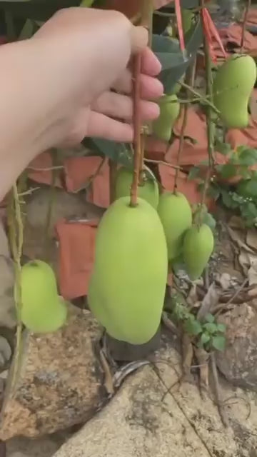 Katimon Mango Hybrid All Time Varities Grafted Fruit Plant