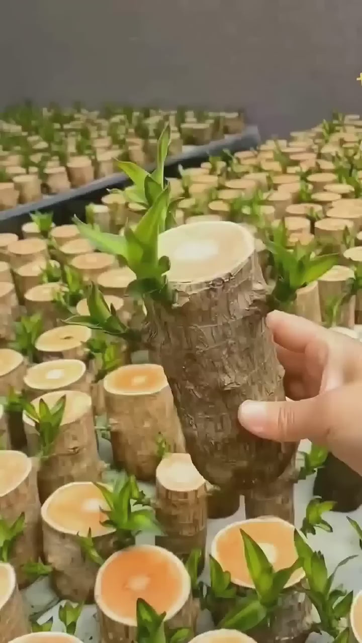 Brazilian Lucky Wood Plant (pack Of - 1)