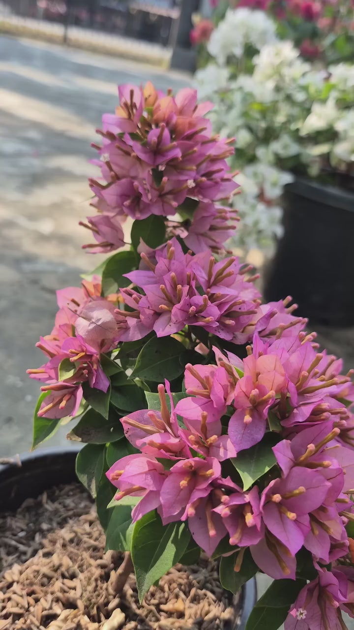 China Kayata Bougainvillea Flower Plant