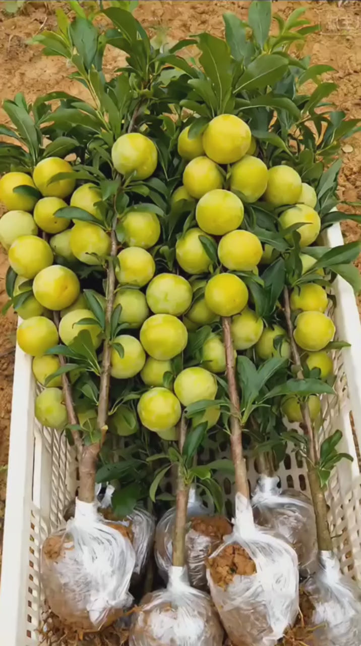 Aloo Bukhara/red Plum Air Learning Grafted Fruit Plant (pack Of - 1)