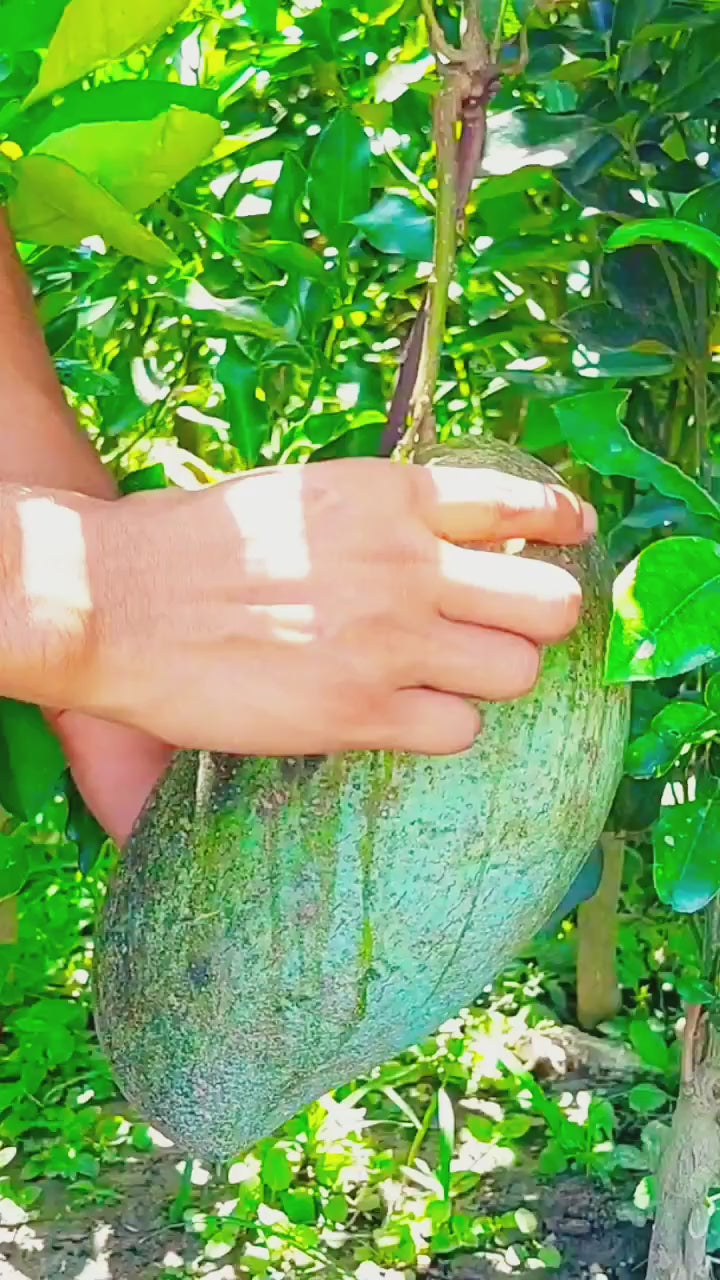 Thai Brunei King Mango Grafted Fruit Plant