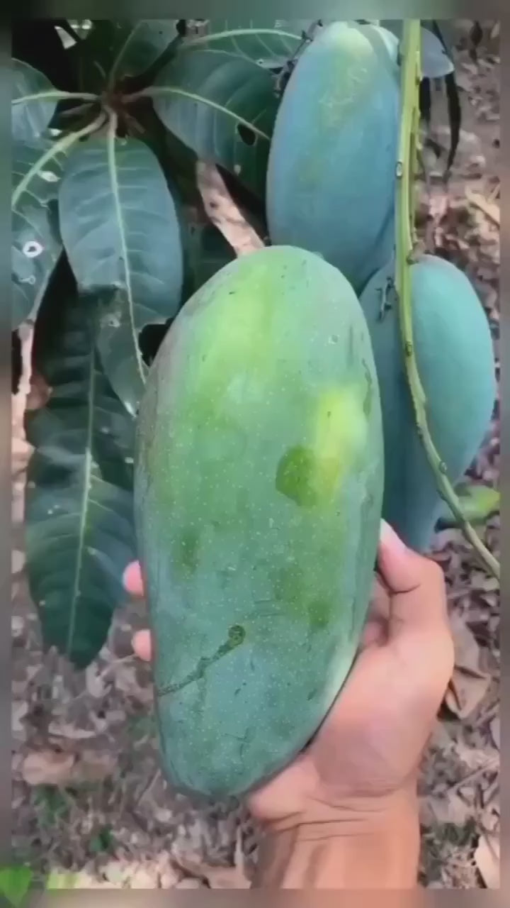 Thai Long Banana Mango Grafted Fruit Plant