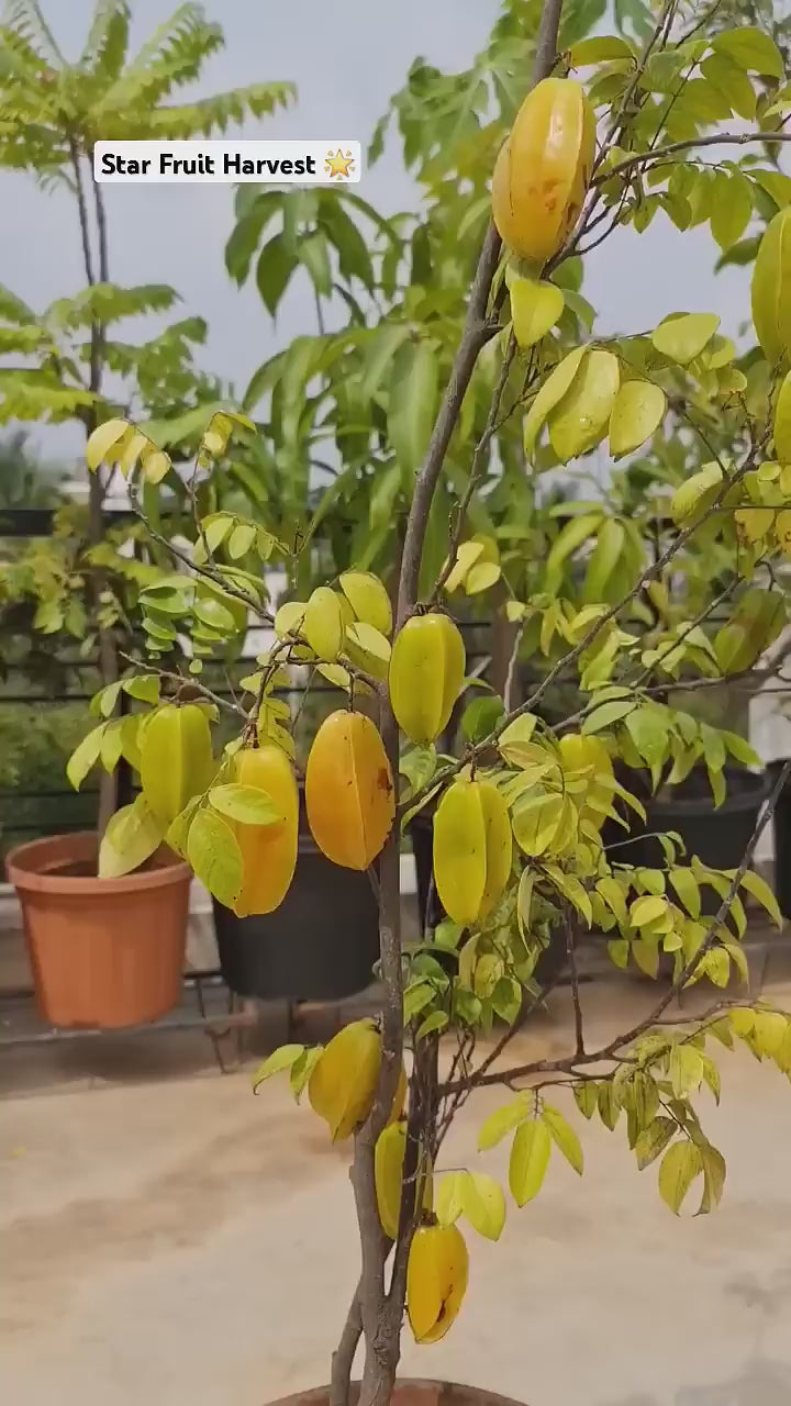 Yellow Thai Dwarf Varieties Sweet Star Fruit Plant
