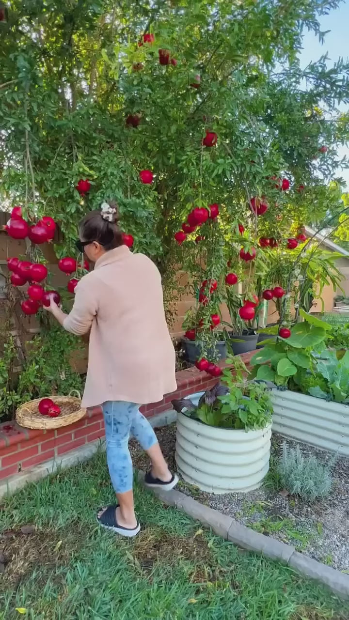 Malaysian Pomegranate/anar Hybrid Fruit Plant