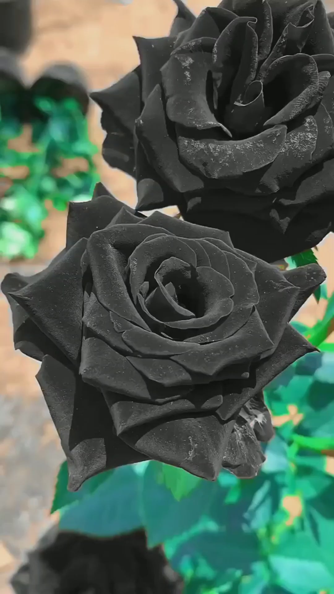 Pack Of 2 Rare Black Rose Hybrid Flower Live Plant