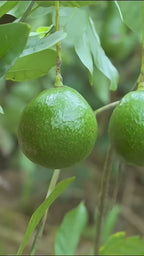 Thai Long Banana Avocado Hybrid Grafted Plant (pack Of - 1)