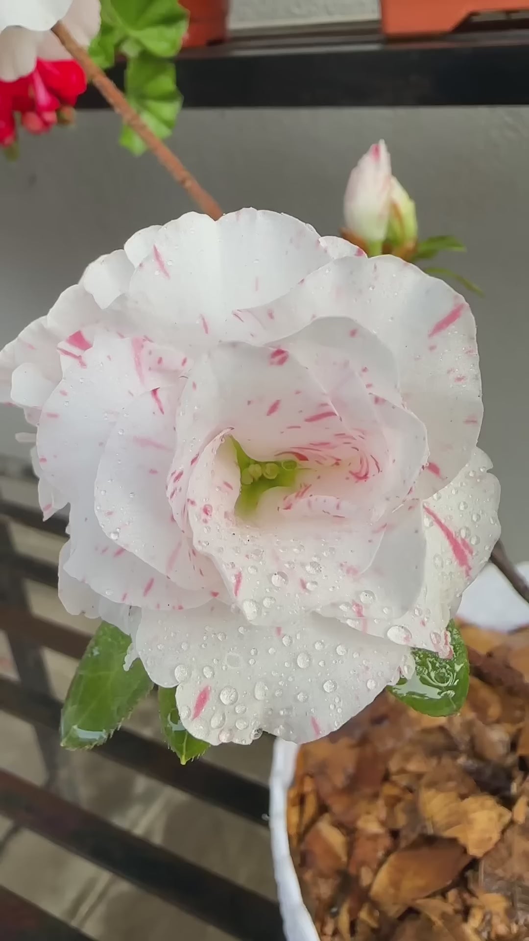 Azelia Flower Hybrid Dwarf Variety Live Plant (pack Of - 1)