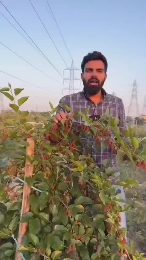 Mulberry Shahtoot Hybrid Fruit Plant (brazilian Variety)