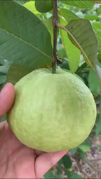 Thai Sweet Guava Hybrid Fruit Plant (pack Of - 1)