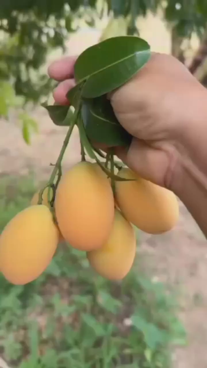 Cherry Mango Grafted Fruit Plant