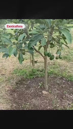 Pack Of 2 Thai Hass Variety Avocado Hybrid Fruit Seedling Plant + Exotic Seedless Litchi Hybrid Fruit Plant