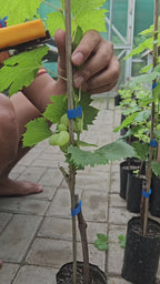 Thai Sweet Finger Grapes Long Size Air Learning Grafted Fruit Plant