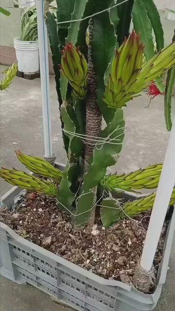 Yellow Dragon Hybrid Fruit Plant