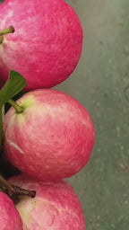 Red Malaysian Red Guava Rere Dwarf Varieties Fruit Plant