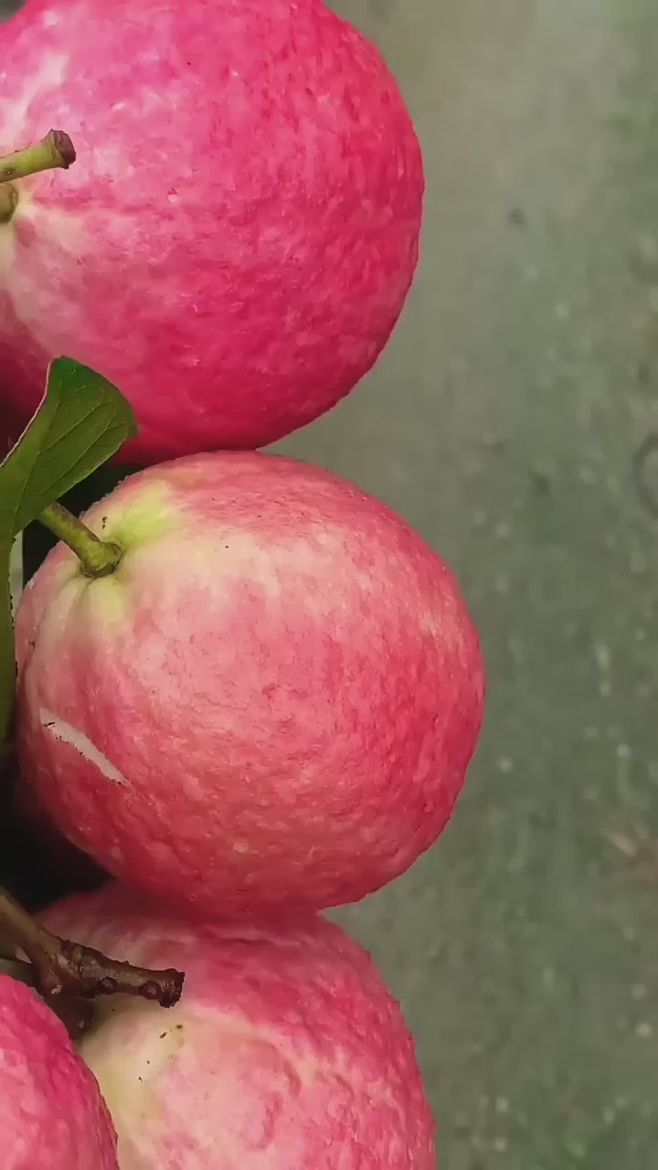 Red Malaysian Red Guava Rere Dwarf Varieties Fruit Plant