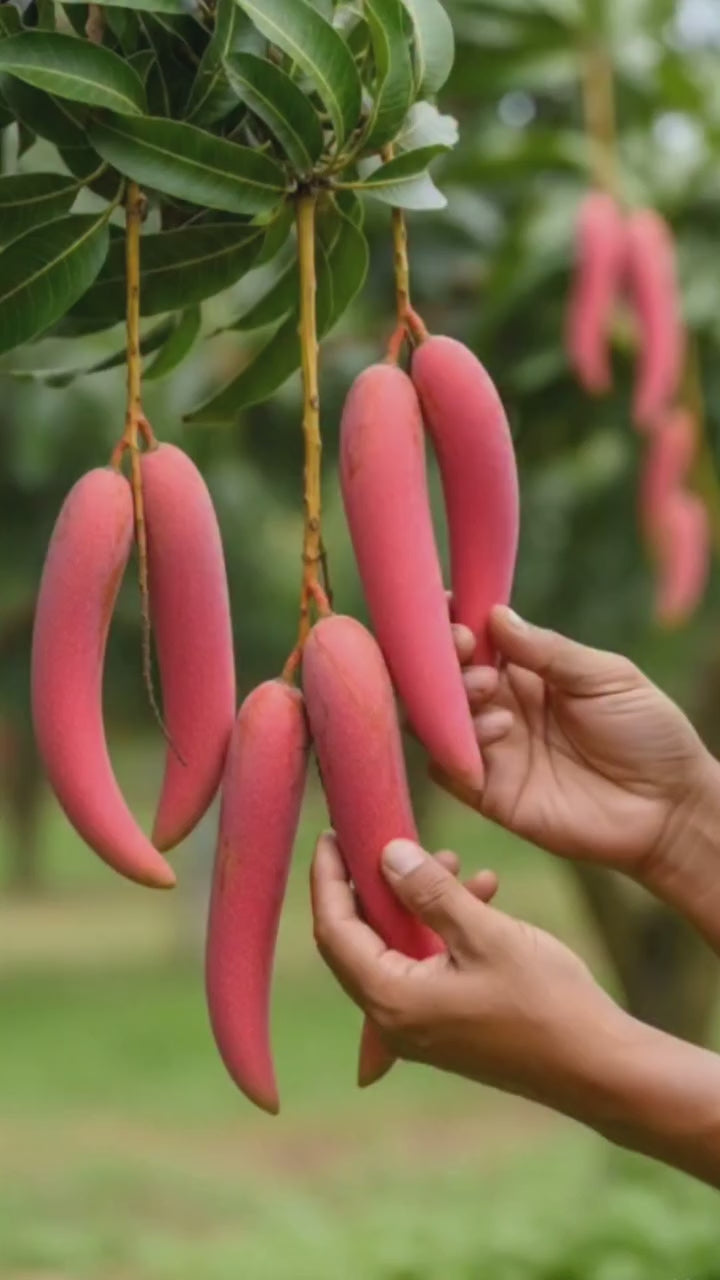 Chinese Chilly/lajiao Mango Hybrid Grafted Plant