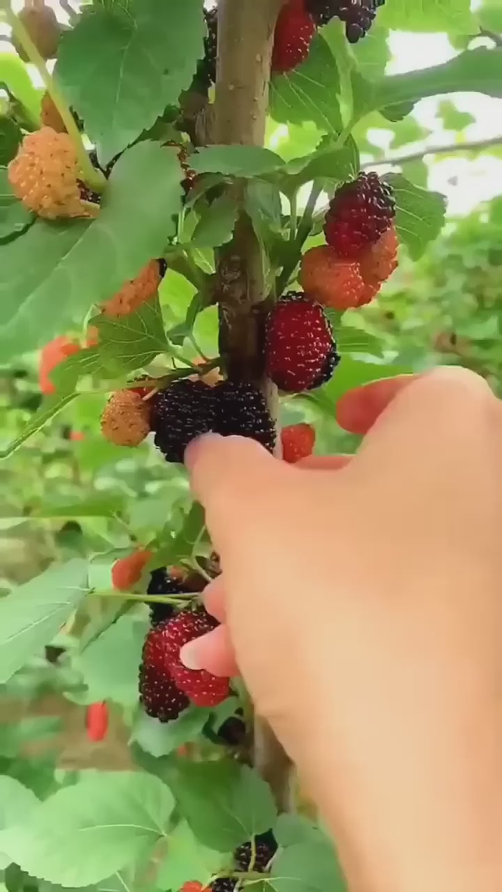 Mulberry/shahtoot Hybrid Fruit Plant