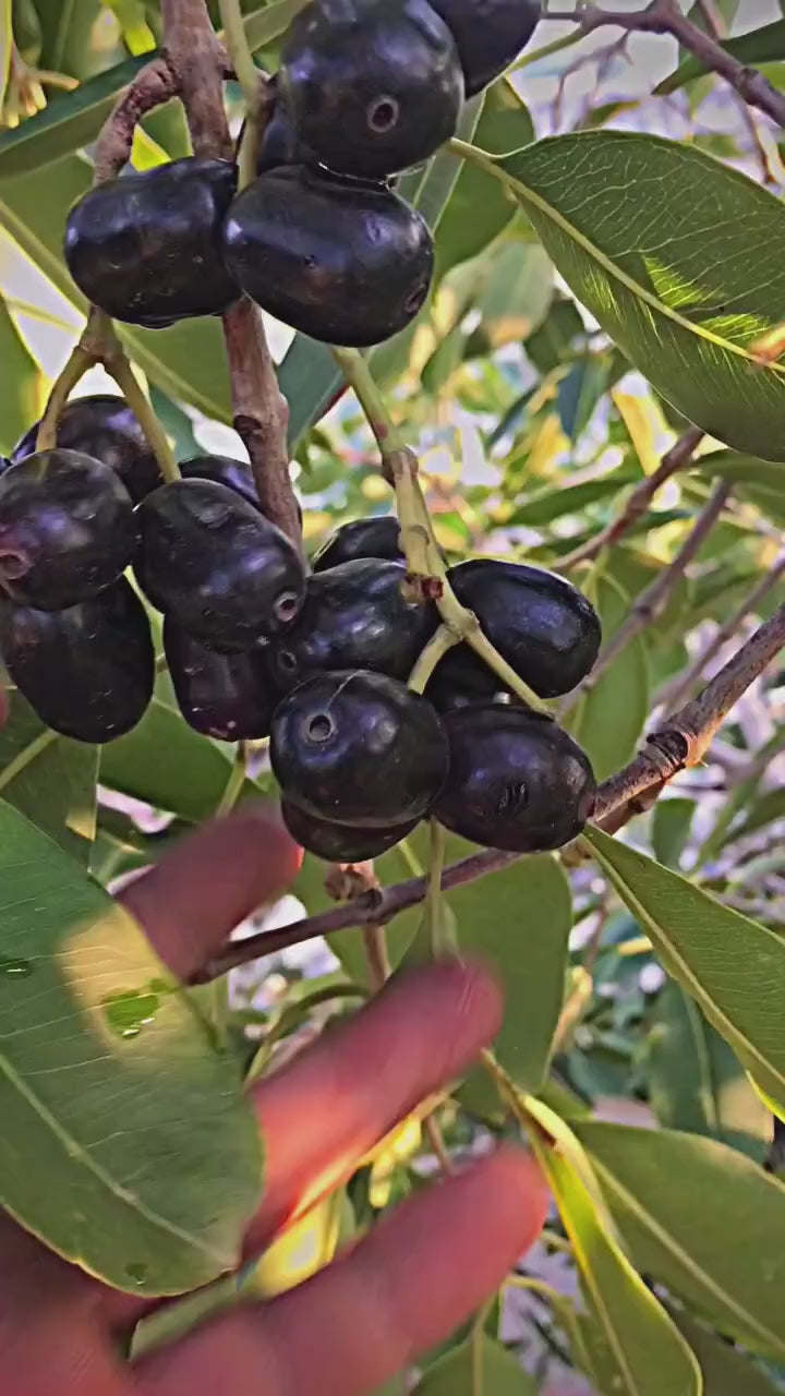 Thai Black Jamun Grafted Fruit Plant