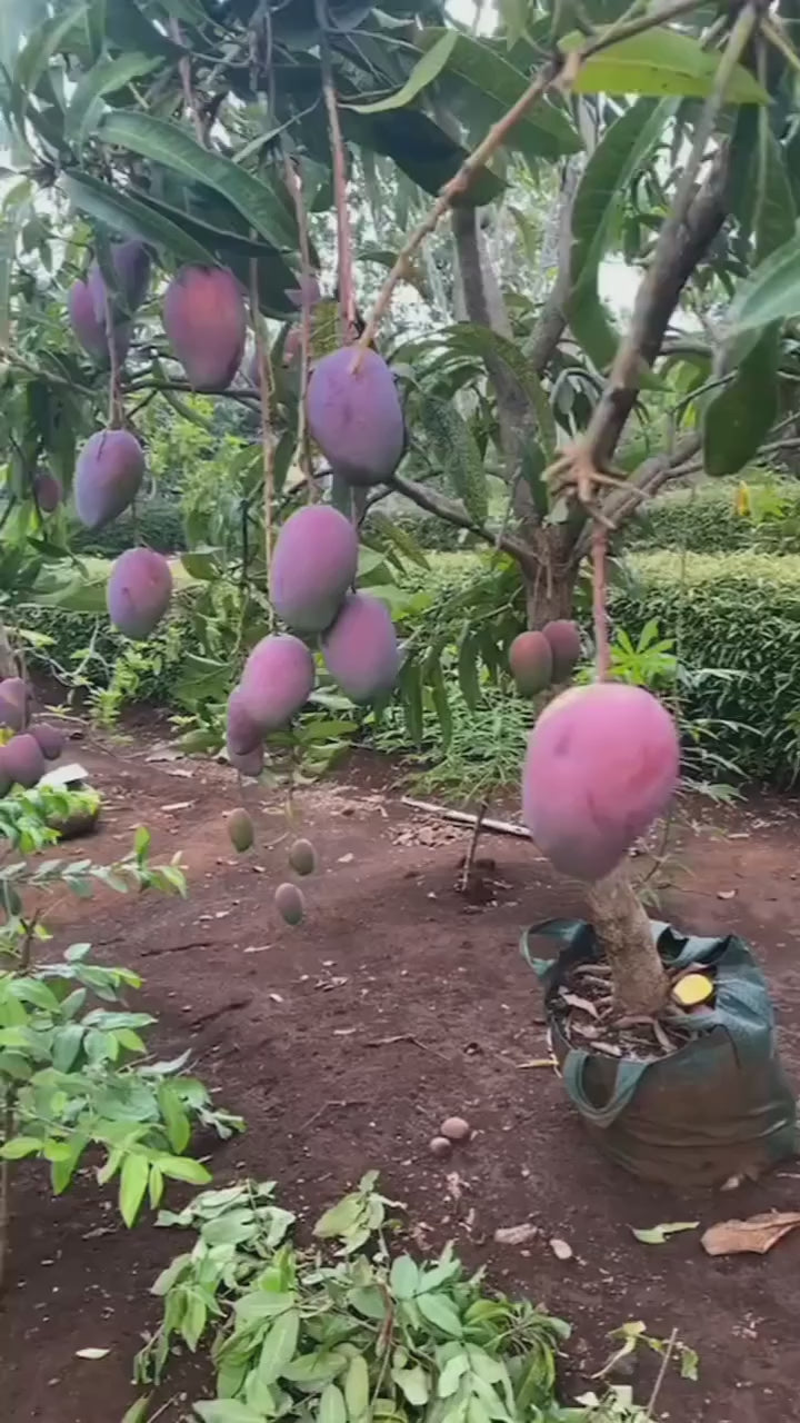 Japanese Purple Miyazaki Mango Hybrid Grafted Plant