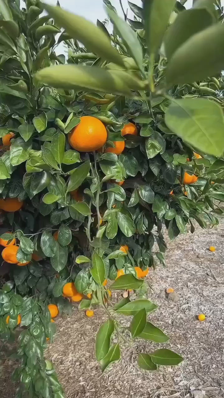 Chatoki Orange/santra Grafted Fruit Plant