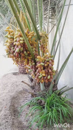 Arabian Dates Palm/ Khurma Khajoor Dwarf Variety Fruit Plant