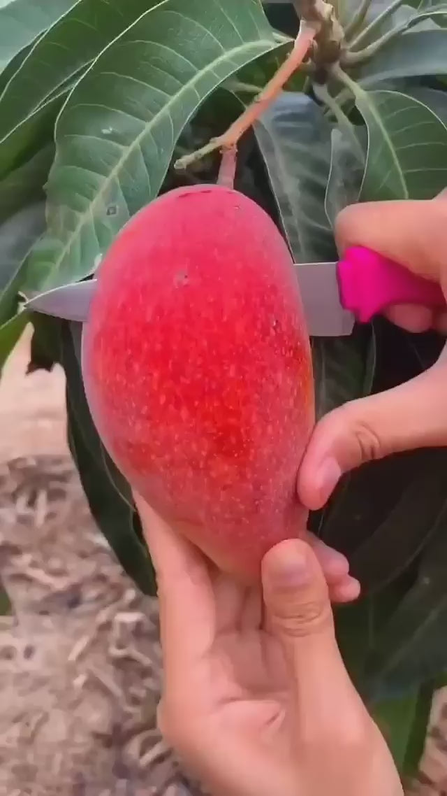 Sindhu Seedless Variety Grafted Mango Fruit Plants & Tree(1.5-3 Feet Size)