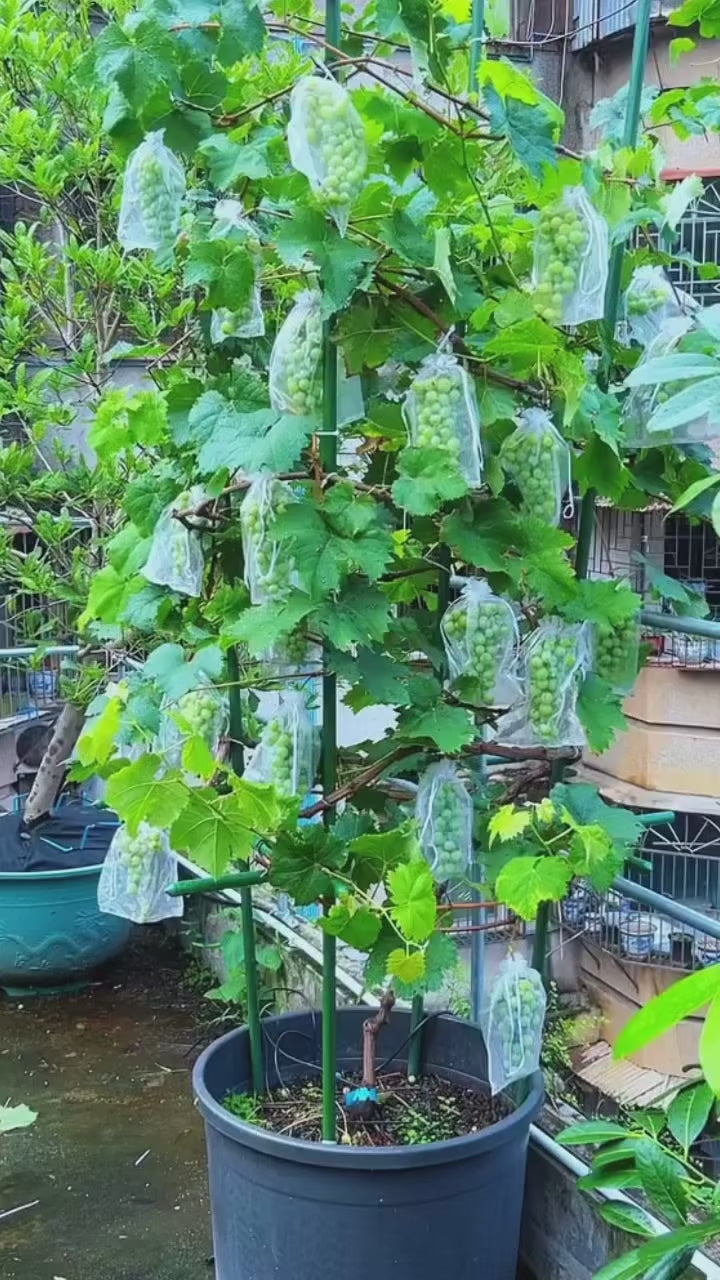 Thai Finger Grapes Air Layering Grafted Fruit Plant (pack Of - 1)