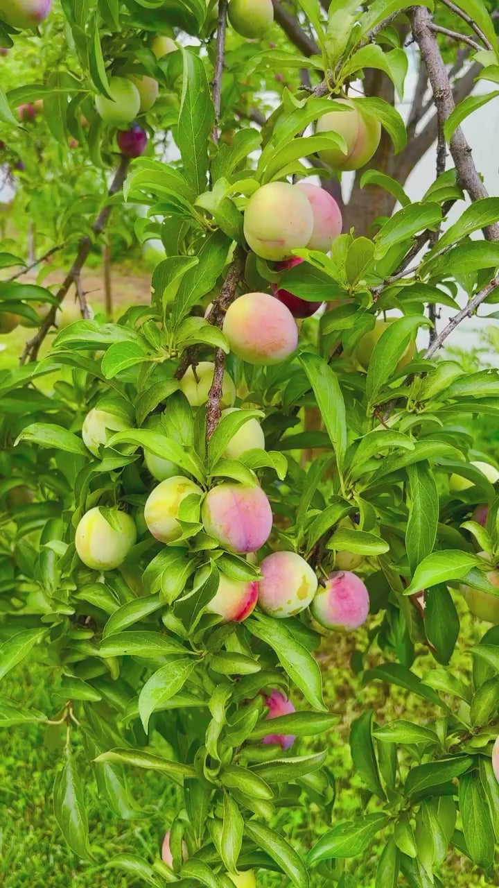 Japanese Purple Plum Hybrid Fruit Plant