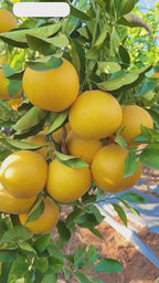 Vietnami Mausambi Lemon Hybrid Fruit Plant