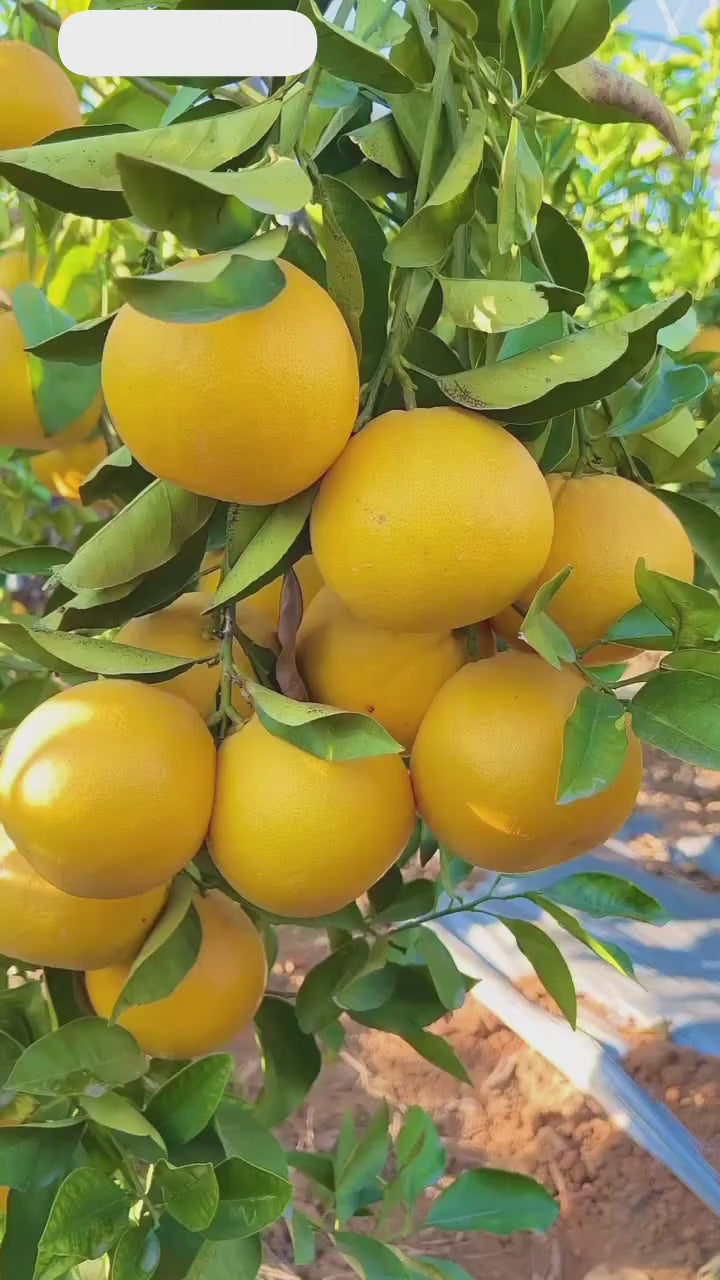 Vietnami Mausambi Lemon Hybrid Fruit Plant