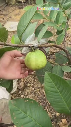 White Diamond Seedless Guava Hybrid Fruit Plant