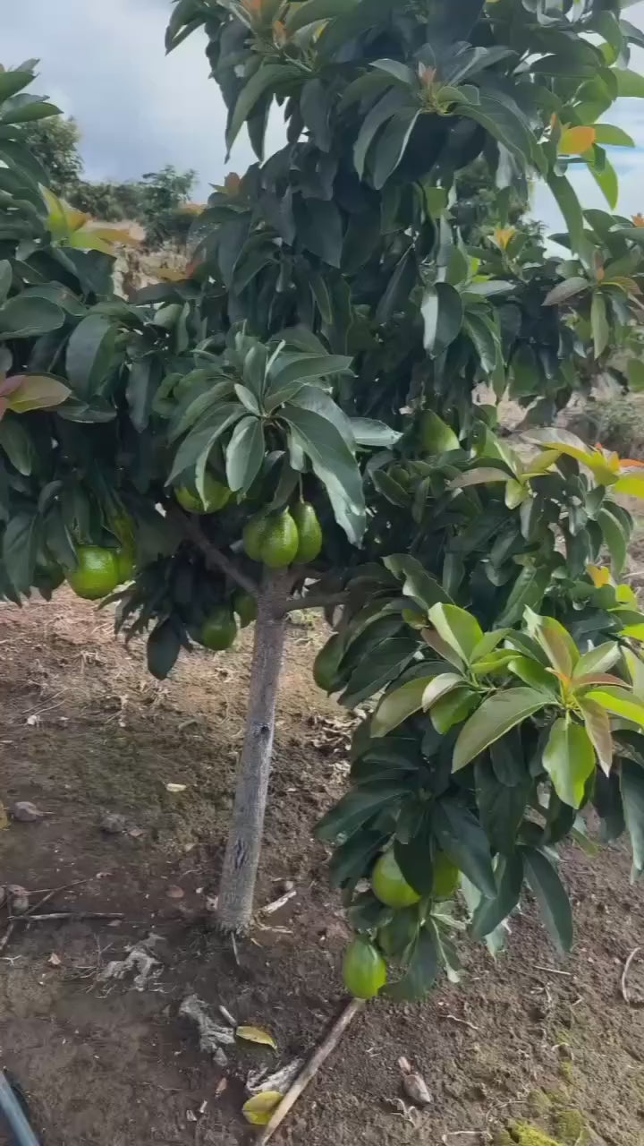 Thai Avocado Hybrid Fruit Plant