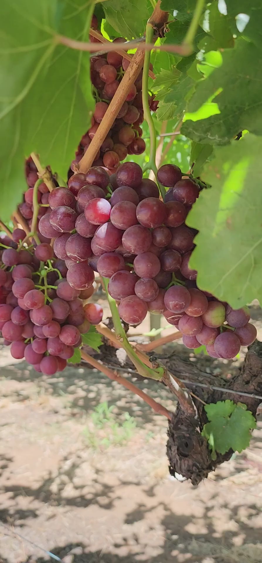 Australian Crimson Ladyfinger Seedless Grapes Hybrid Air Learning Grafted Fruit Plant