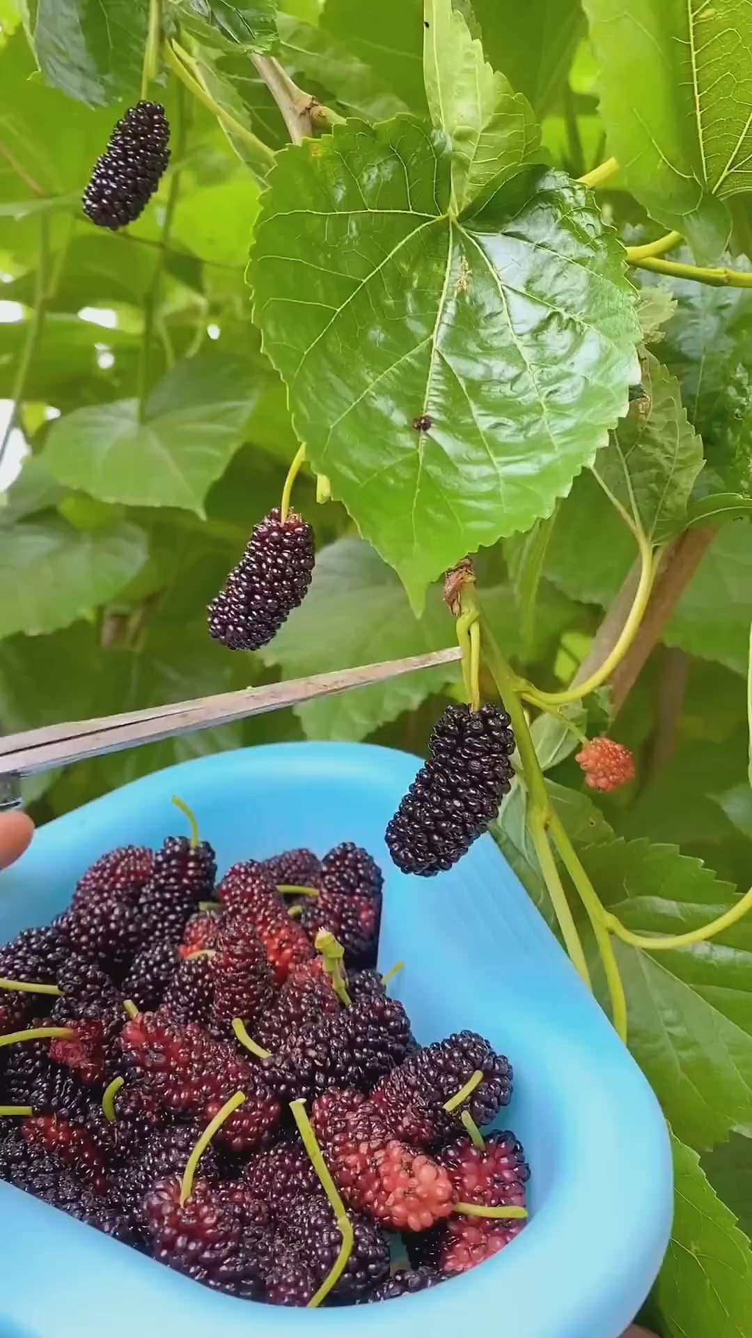 All Time Mulberry Hybrid Dwarf Variety Fruit Plant (pack Of - 1)