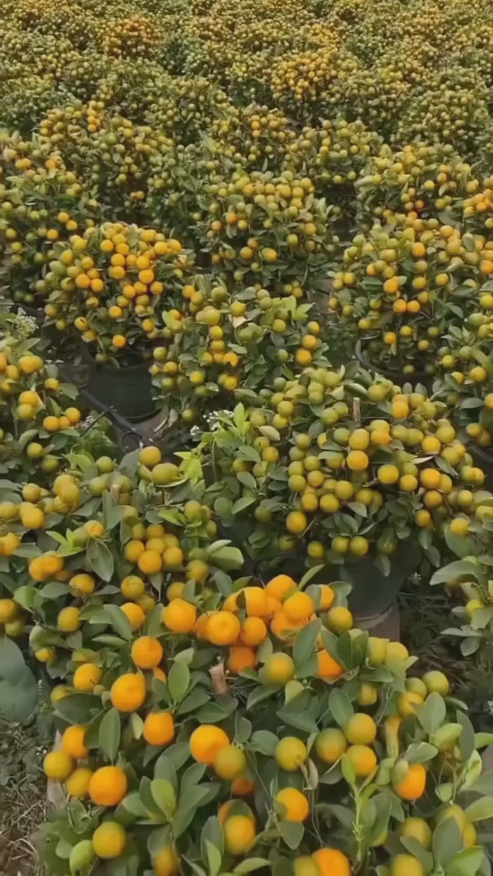 Chinese Sweet Orange/santra Hybrid Graftad Fruit Plant
