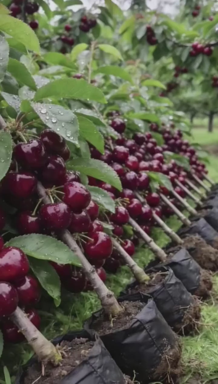Japanese Sweet Cherry Dwarf Varieties Fruit Plant (pack Of - 1)